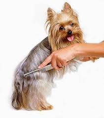 dog grooming 3