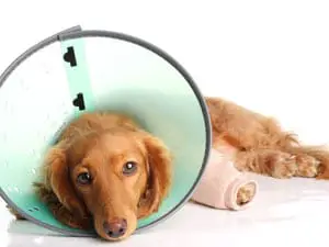 Versicherung für Haustiere