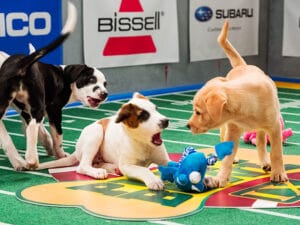 puppy bowl