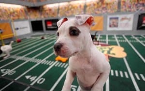 puppy bowl