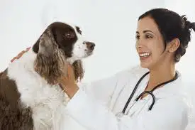 examen vétérinaire