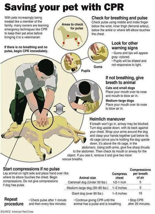 Learn Dog CPR In Case of Emergency Dogsized