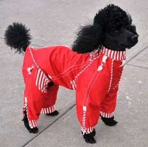 costume de chien rouge