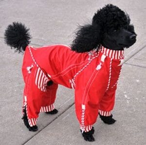 red dog suit