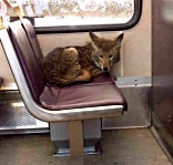 coyote on train