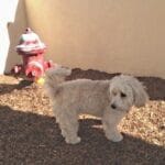 dog friendly airport - Sky Harbor Terminal 4 Boneyard Dog Relief Area in Phoenix AZ