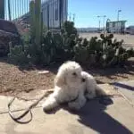 Dog Friendly Airport - Phoenix Sky Harbor Dogsized