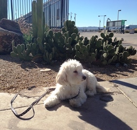 Love Sky Harbor Terminal 4 Boneyard Dog Relief Area in Phoenix AZ