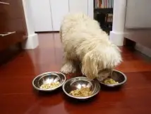 Test de la cuisine du chien chanceux