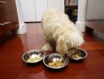 Discover The Best of Healthy Home Cooked Meals for Dogs