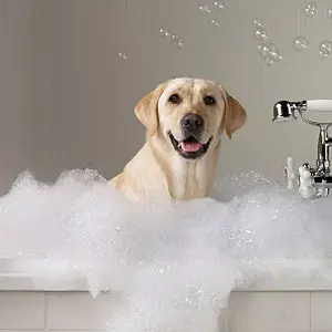 Pet & Earth Friendly Grooming with Earthbath Dogsized