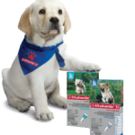 lyme disease - stop itchy dog