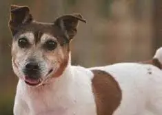 7 Great Tips to Care for Your Senior Dog Dogsized