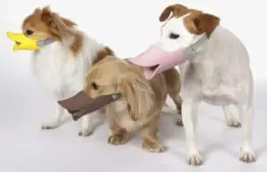 Duck Muzzle for Dogs