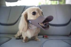 oppo-dog-muzzle-duck-bill