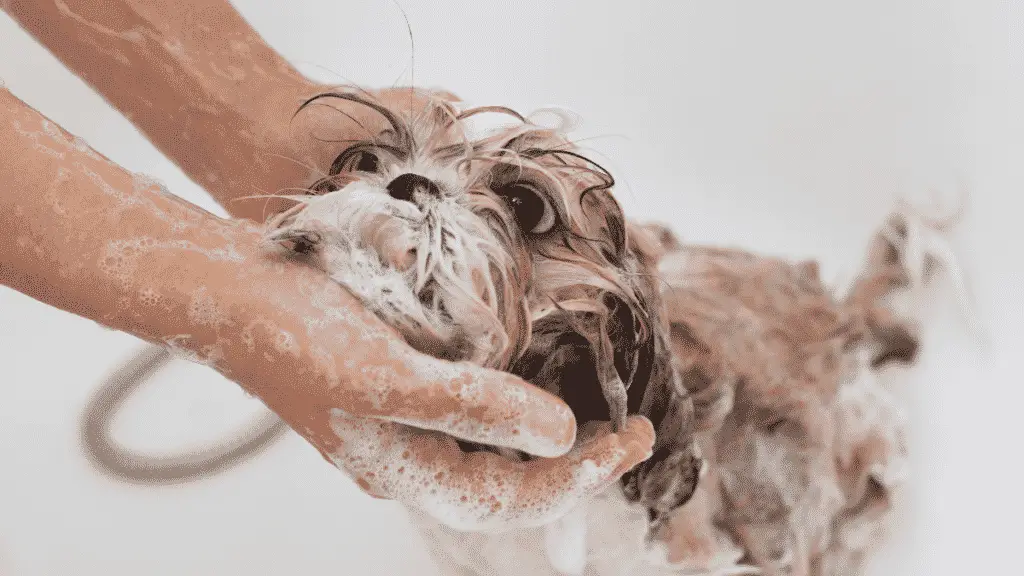 Blueberry DOG Facial