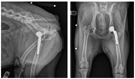 Hip Replacement Surgery for Dogs