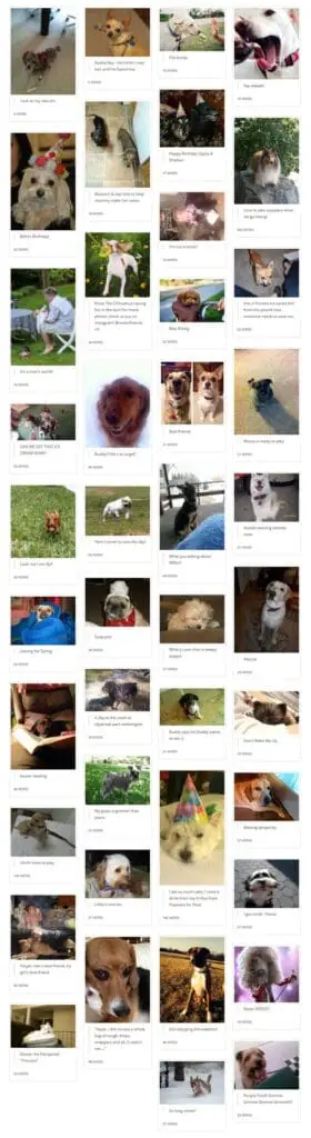 concours de photos de chiens