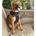 Dog Car Harness