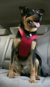 ClickIt Dog Harness
