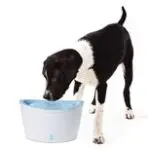 Top Dog Water Fountains Dogsized