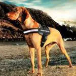 EzyDog - Award Winning Active Dog Products Dogsized