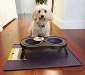 Dog Bowl Stand