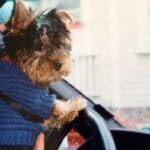 Ziggy driving the car