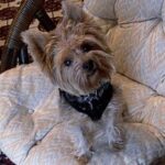 Ziggy's a Yorkie - Dogsized Ziggy's a Yorkie