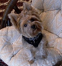 Ziggy the Yorkie