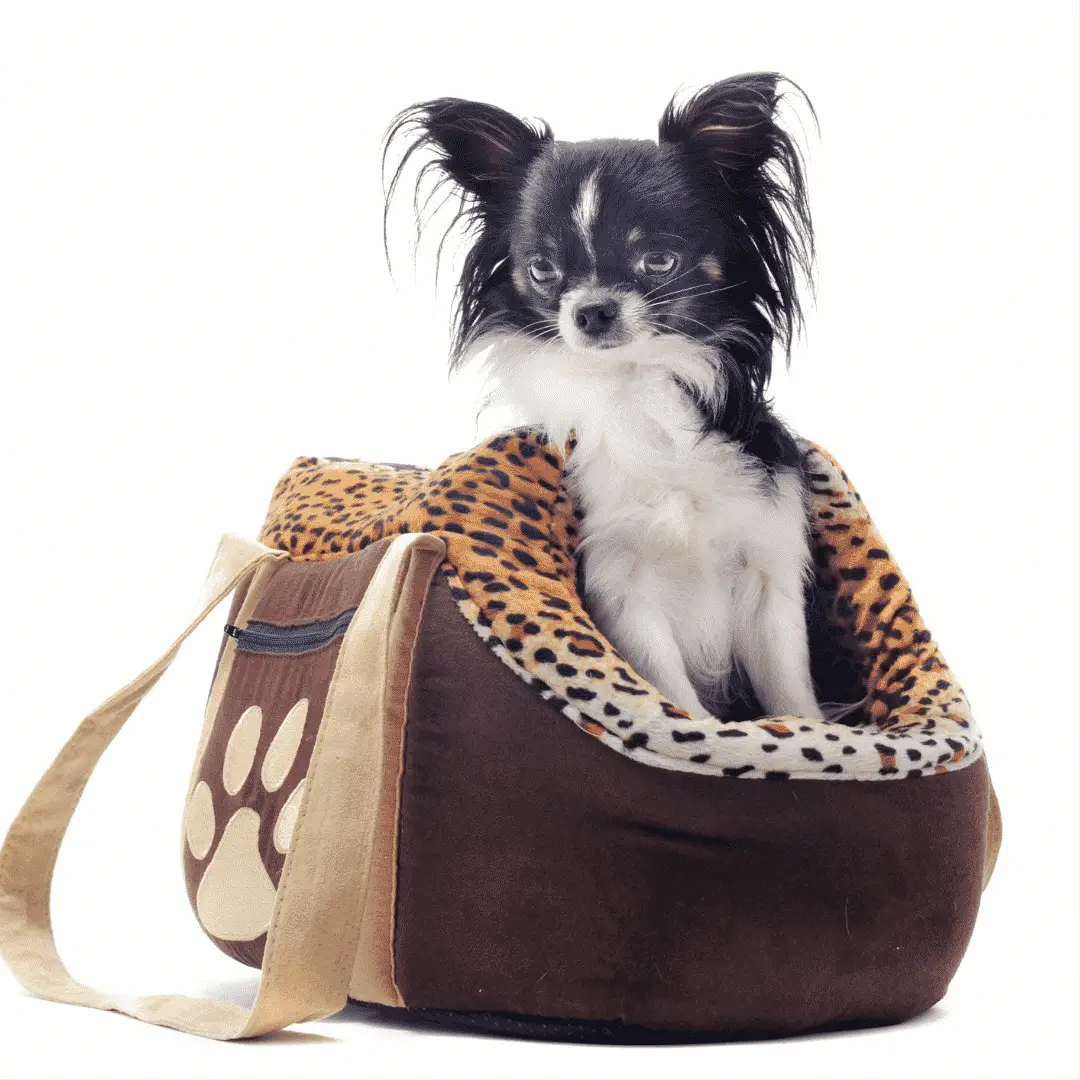 Dogs Bags &amp; Carriers