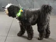 Glowdoggie