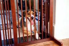 Best Dog Gates in the Market Now