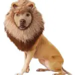 Costume de chien lion - animal planet halloween