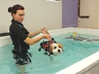 réhabilitation aquatique pour les chiens