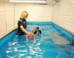 Dog Water Rehabilitation: A Unique Way to Get Your Dog Back on its Feet