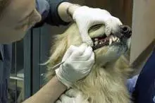 Dog-Teeth-Cleaning-without-anesthesia