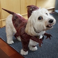 Animal Planet Halloween Costumes for Your Dog