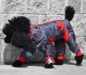 Zippy Dog Suits