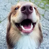 Anästhesiefreie Zahnreinigung für Hunde