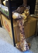 Tasmans Largest Bones for Dogs