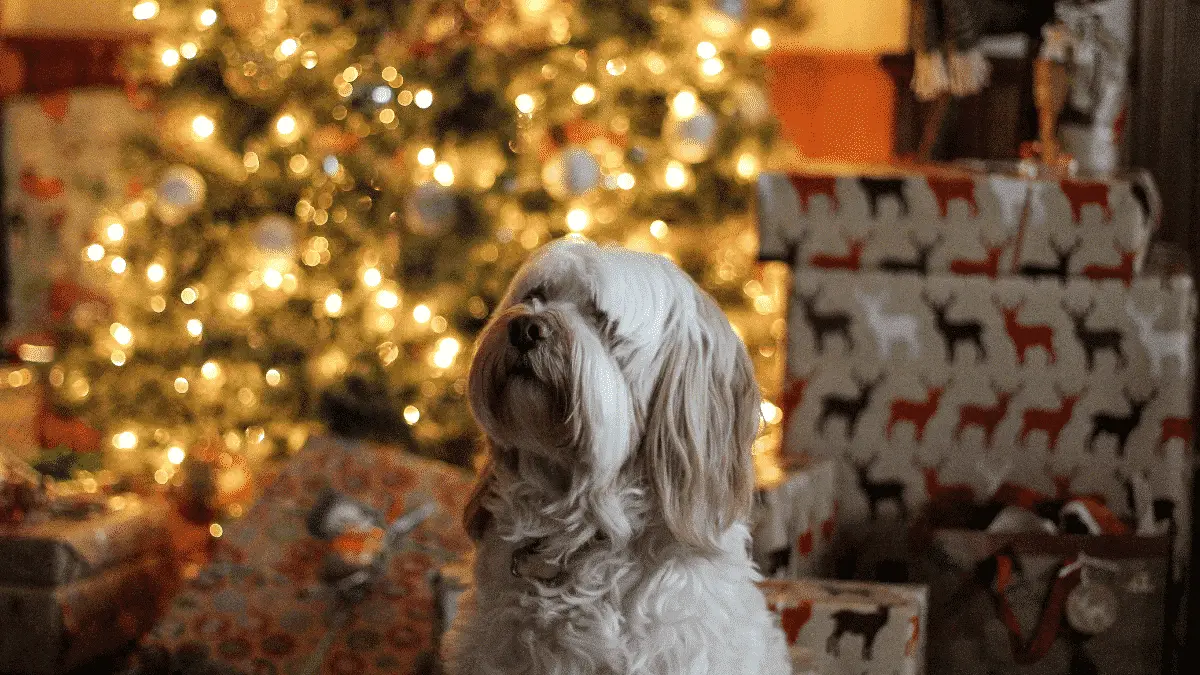 Top 20 Geschenke für Hunde