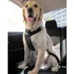 Clickit Dog Car Travel Harness