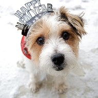 Dog New Year’s