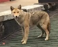 Urban Dogs - You're Not Safe From Coyotes Dogsized