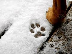 safe paw ice melter