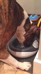 The Torus Dog Water Bowl - Innovative Drinking Solution Dogsized