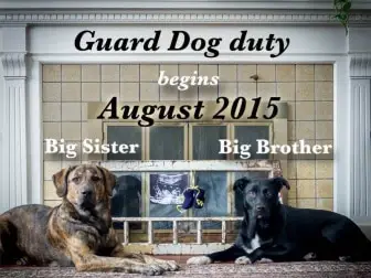 Guard Dog Duty