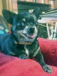 The Chihuahua - Small Dog, Big Personality Dogsized