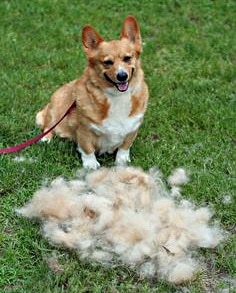 shedding dog